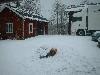 2003_0503_vidar in de sneeuw.jpg